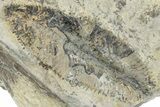 Plate of Ordovician Graptolite (Phyllograptus) Fossils - Utah #271721-2
